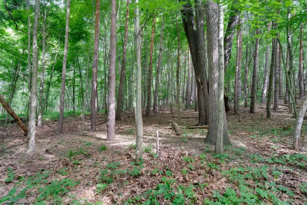 3701 Buttrick Lots-22