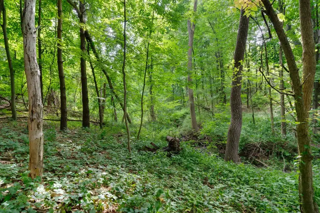 3701 Buttrick Lots-23