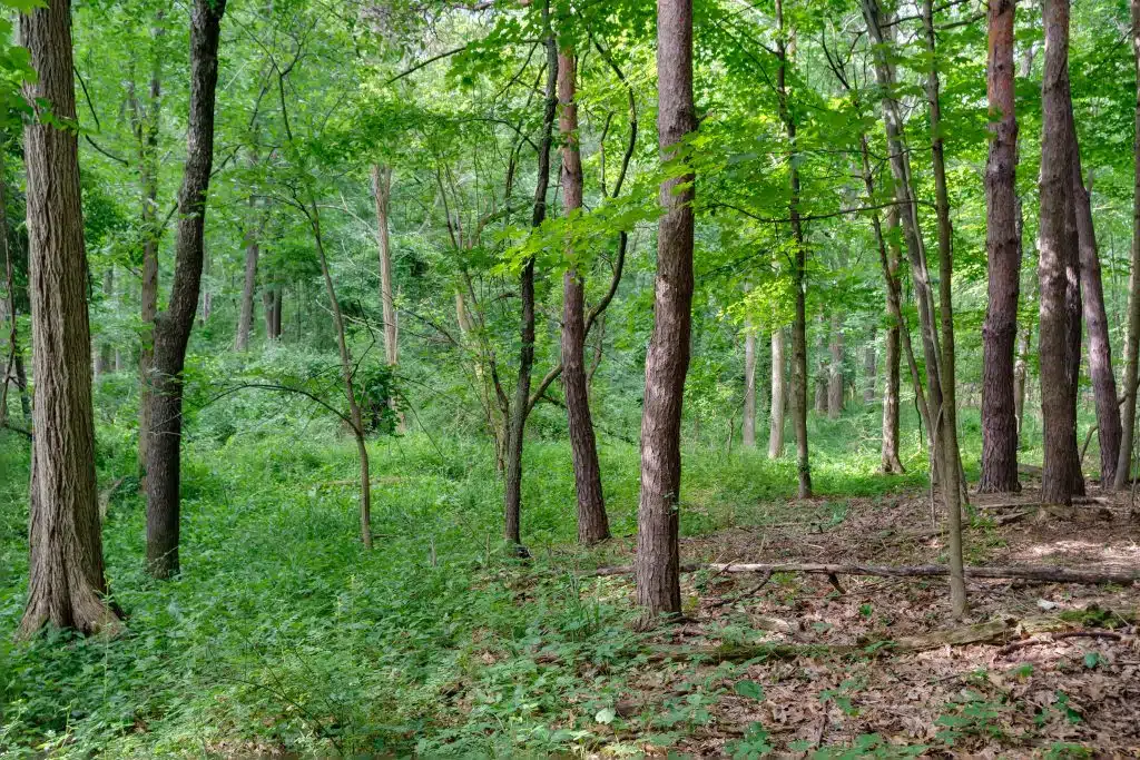 3701 Buttrick Lots-26